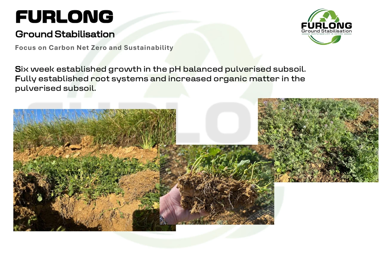 Six week established growth in pH balanced pulverised subsoil